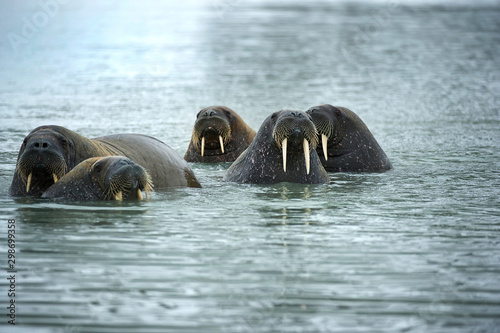 Walrus - Svalbard