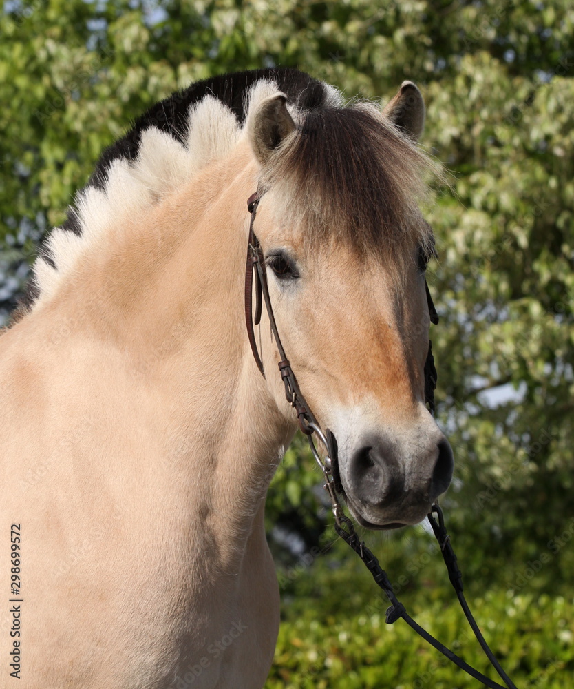 Obraz premium Norweger mit Drachenmähne