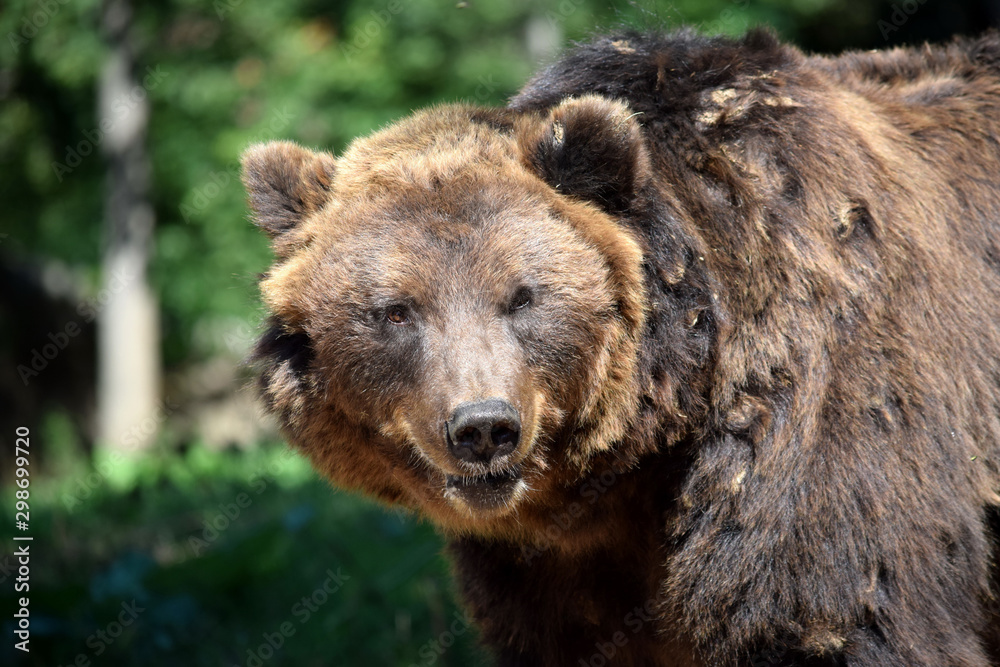 Brown Bear Ursus Arctos Beringianus Head Closeup Portrait