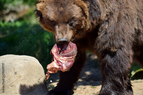 Brown Bear Eating Meat Close Up Portrait