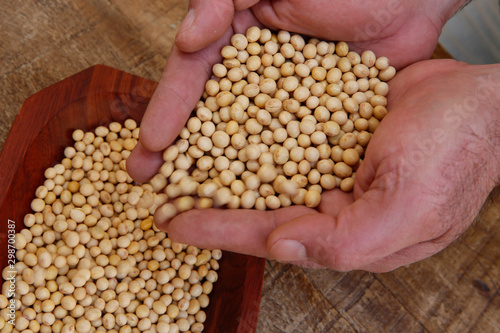 Raw soybean in cupped hands of man