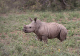 baby rhino in Kruger National Park.