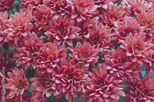 Red autumn flower chrysanthemum of the Astrov family. Close-up. Texture.