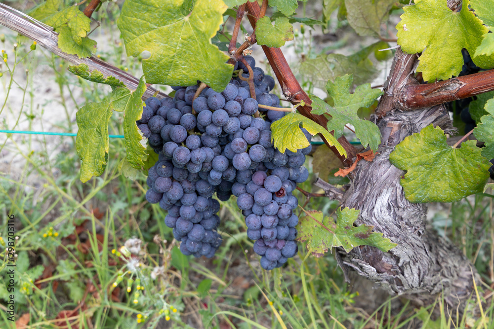 Nebbiola grapes from Piedmont, Italy ready to be harvested to make Barolo and Barbaresco wine. 