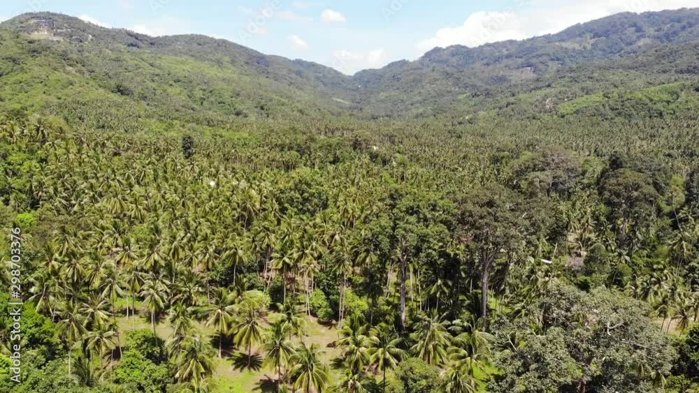 Path through coconut plantation. Road going through coconut palms on sunny day on Koh Samui Island in Thailand. Drone view of paradise mountains landscape. Flying through the greenery. Deforestation