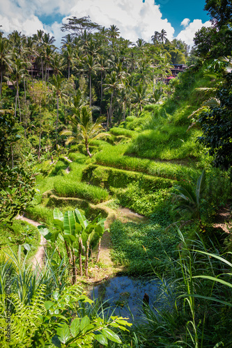 Rice terrace on Bali