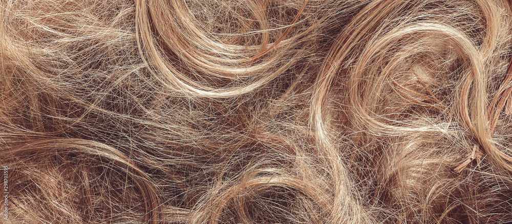 Obraz premium Hair close-up, background. Flat lay. Scissors, comb and background of hair with curls. The concept of haircuts, care, hair loss, baldness