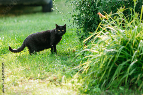 black cat in the grass