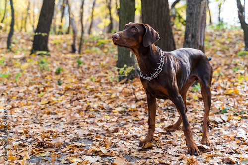 brown doberman on a walk in the autumn park © ncikname