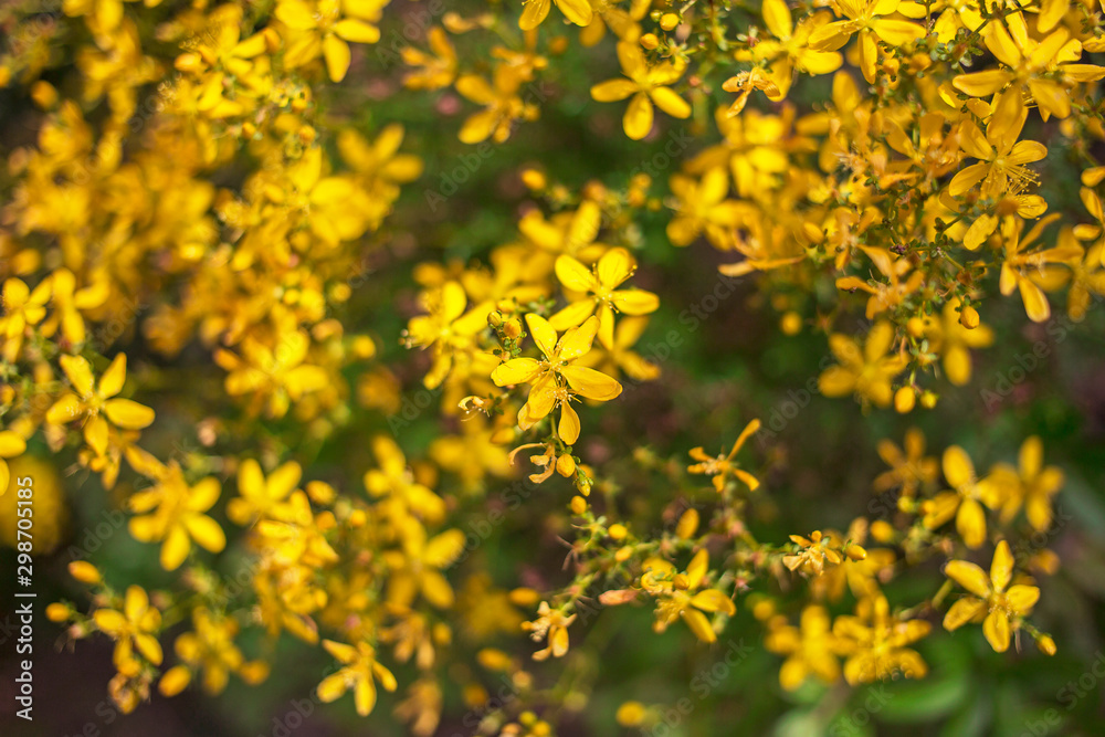 Obraz premium Alternative medicine hypericum perforatum in Turkey.