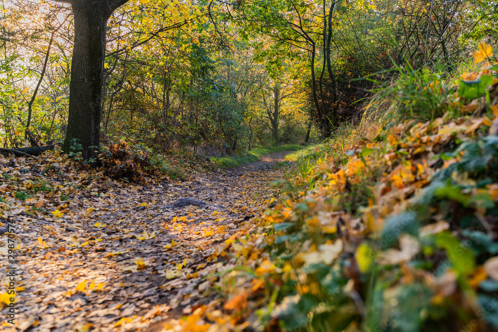 path in the autumn park with yellow leaves and sunbeams