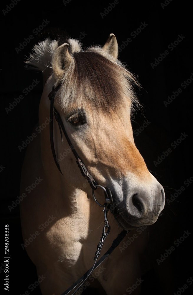 Obraz premium Norweger mit Drachenmähne