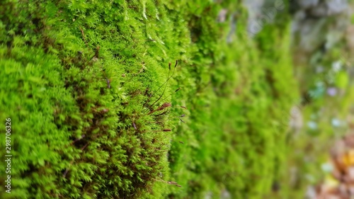 Moss on a tree trunk in autumn