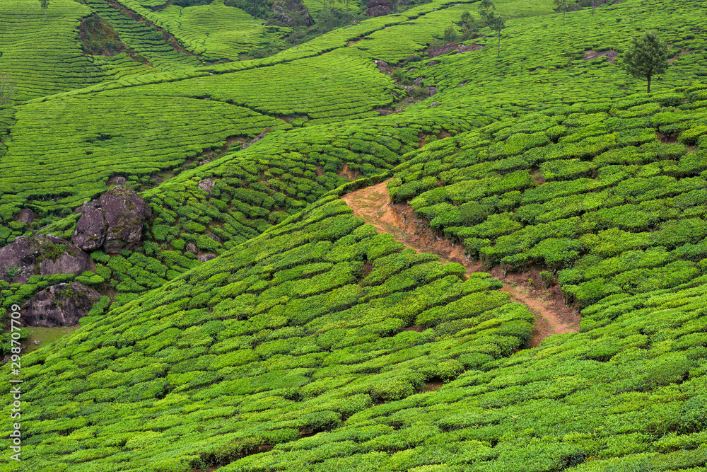 Beautiful tea plantations in hills near Munnar, Kerala, India.