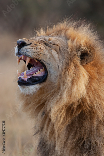 Mature Male Lion - Botswana