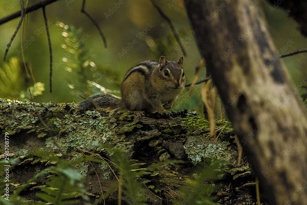 squirrel (chipmunk) on tree
