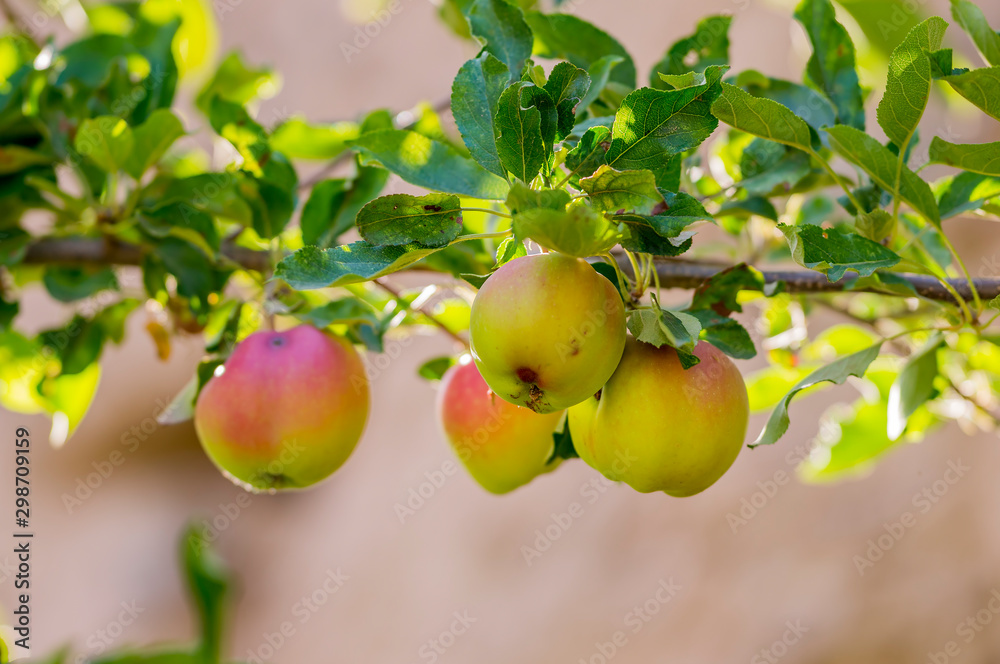 Fresh organic apples from the season garden