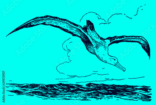 Albatross is flying over the sea and starting to nosedive, on a blue background. Editable in layers