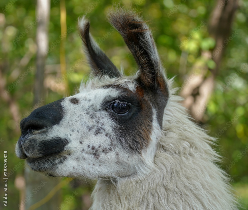 Black and White Llama Portrait 