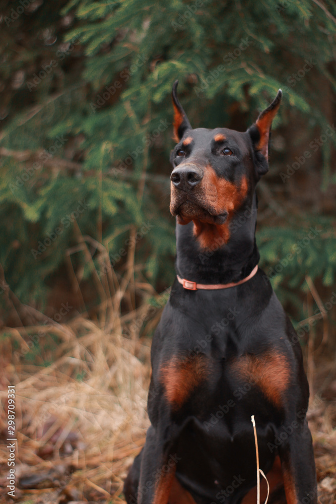 portrait of a dog