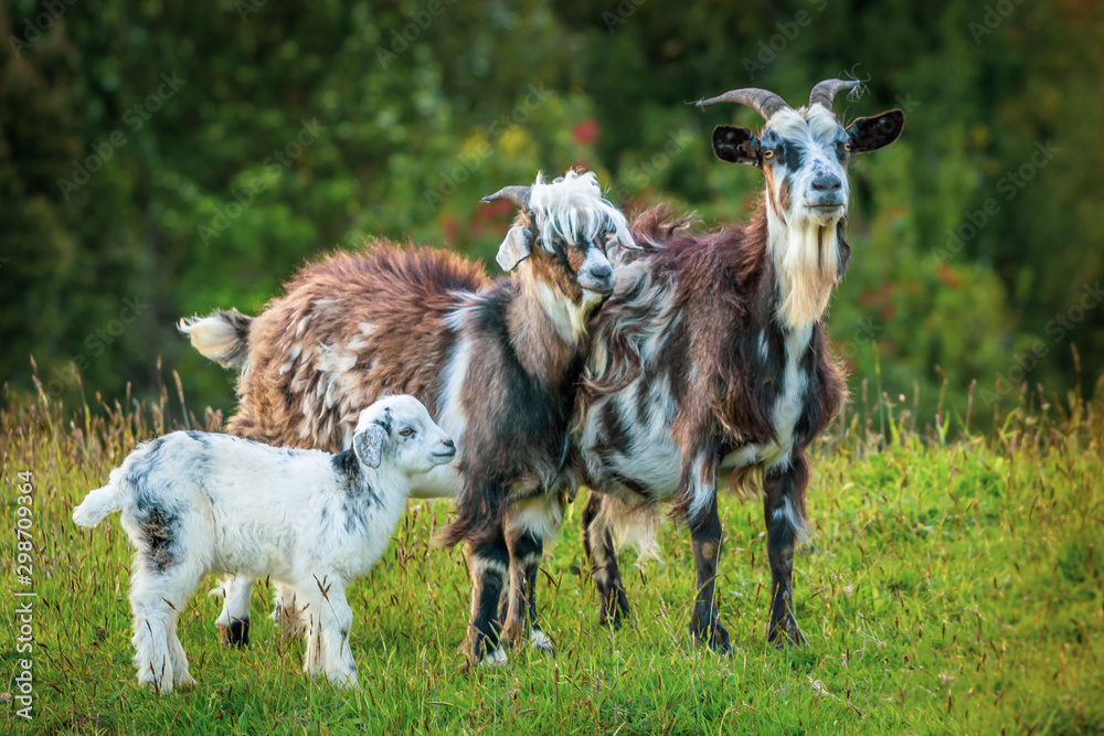 Obraz premium Chepu, Chiloe Island, Chile - Goat Family at an Organic Eco Farm in Chepu