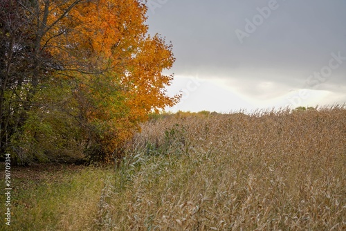 Autumn landscape with trees