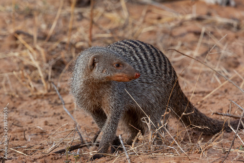 Billede på lærred Banded Mongoose - Mungos mungo - Botswana