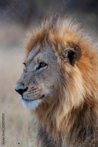 Male Lion - Botswana - Africa