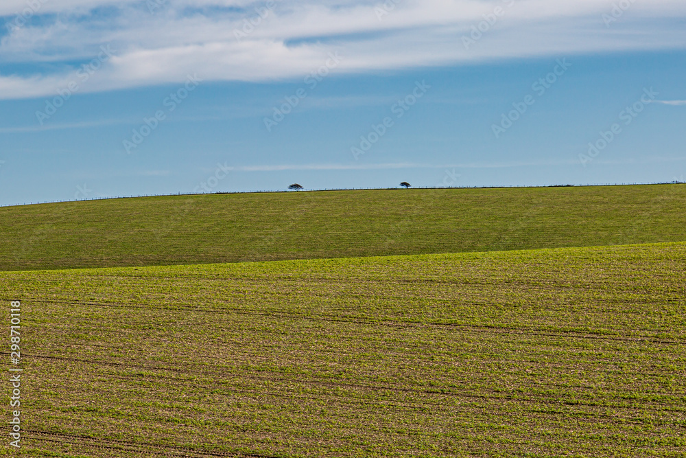 Distant trees on the horizon, on a sunny autumnal day