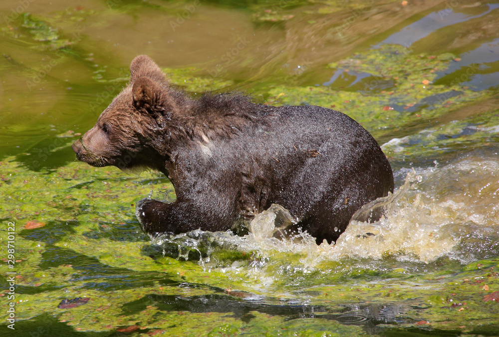 Braunbär (Ursus arctos) Jungtier läuft durch das Wasser Braunbär (Ursus arctos) Jungtier läuft durch das Wasser