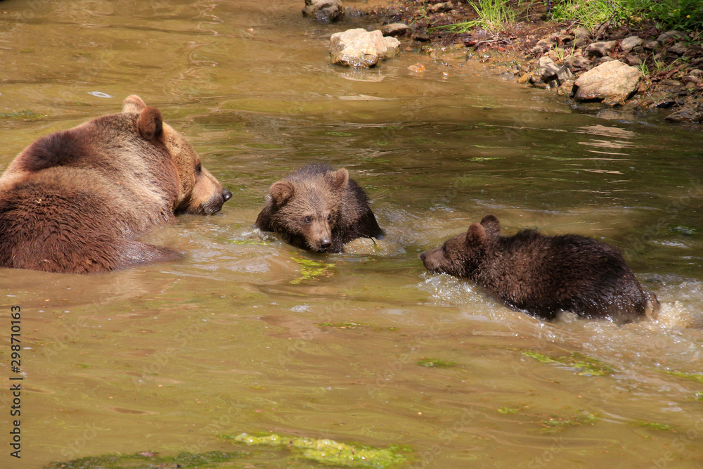 Braunbär (Ursus arctos) Muttertier mit Jungen im Wasser Braunbär (Ursus arctos) Muttertier mit Jungen im Wasser