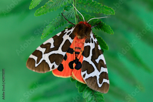 Braune Bär (Arctia caja) Schmetterling, Nachtfalter auf Pflanze