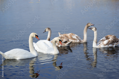 family of swans on the lake
