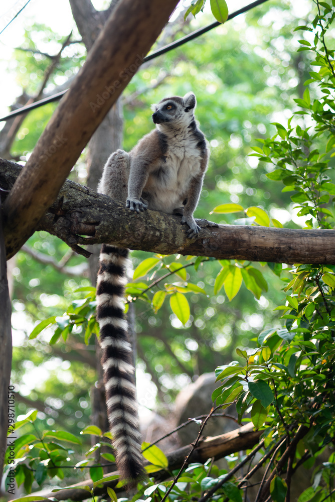 Fototapeta premium lemur and their baby