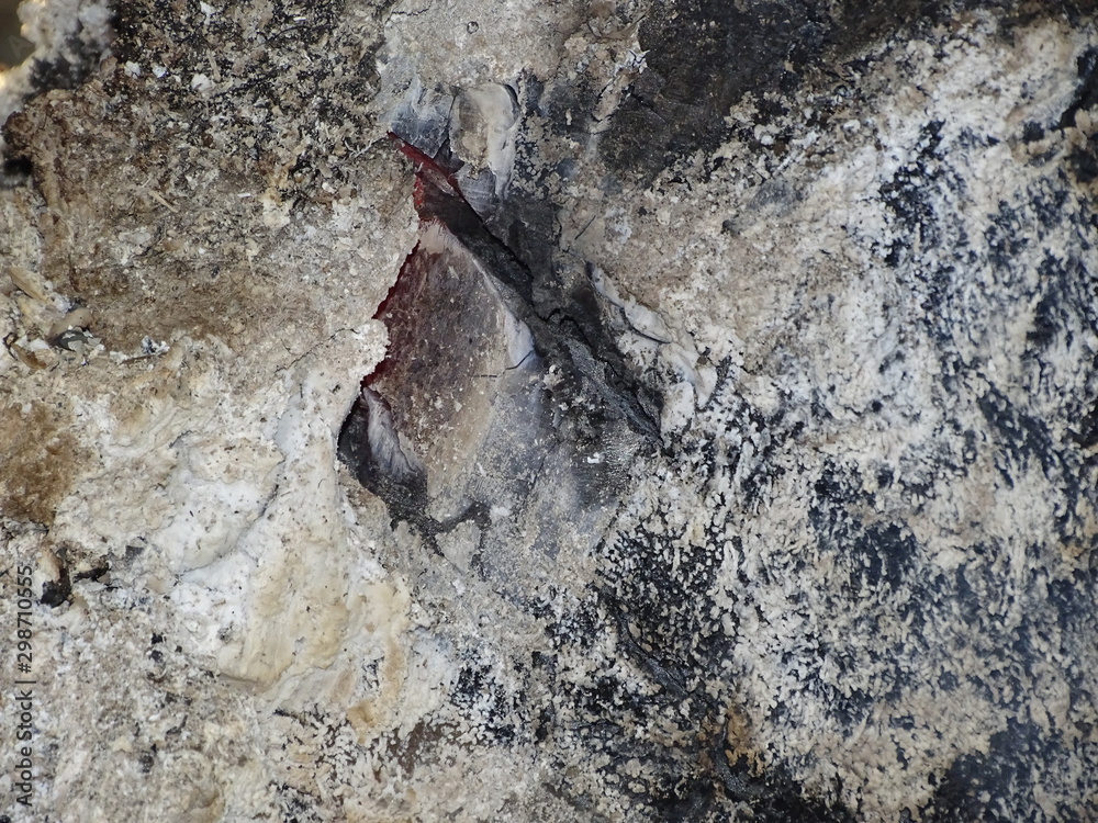 bird on a rock bird on a rock