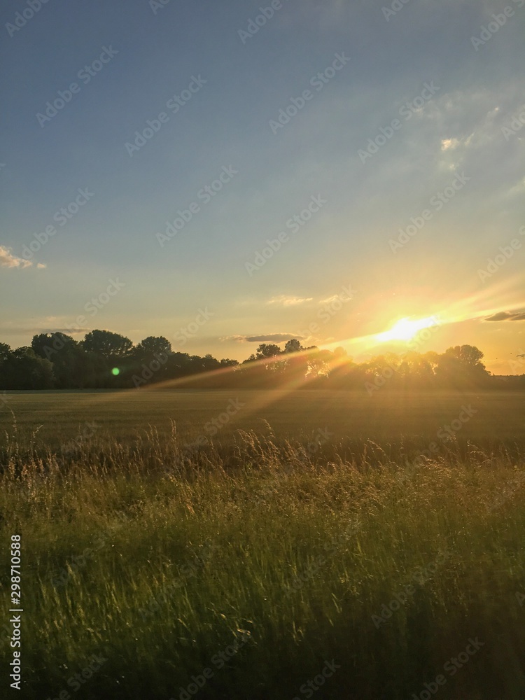 Naklejka premium sunset over field