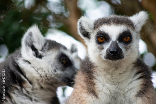 lemur and their baby