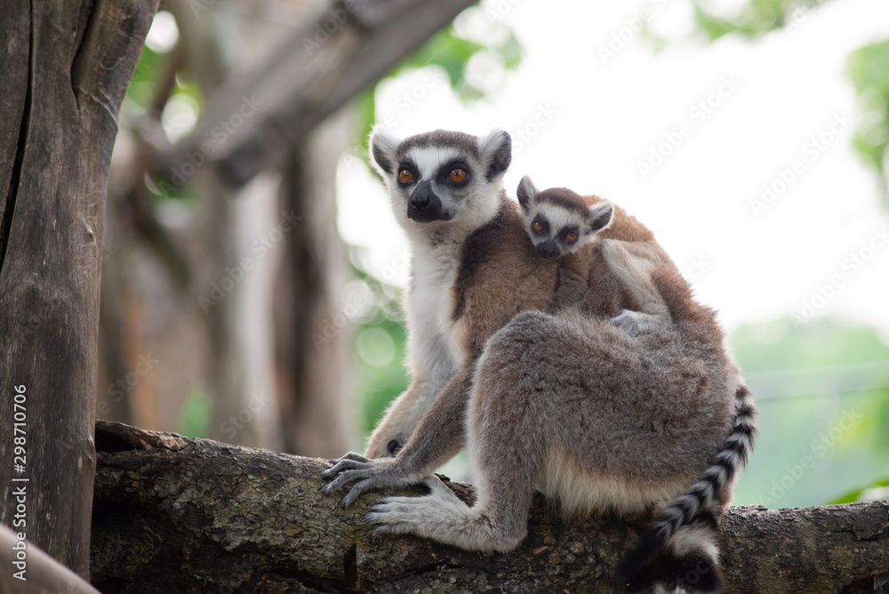 Obraz premium Lemur and their baby
