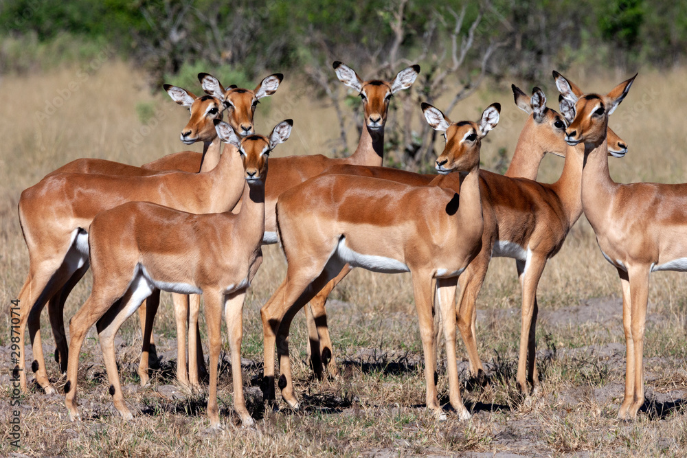 Impala in the Savuti region of Botswana - Africa Impala in the Savuti region of Botswana - Africa
