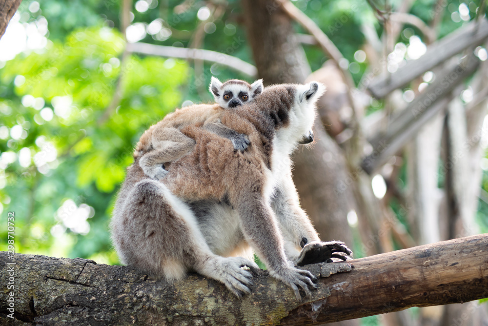 Fototapeta premium Lemur and their baby
