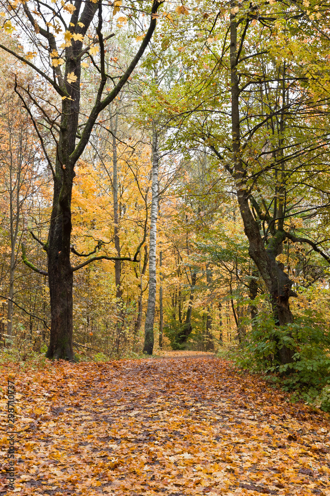 Alley strewn with fallen leaves in the autumn golden park