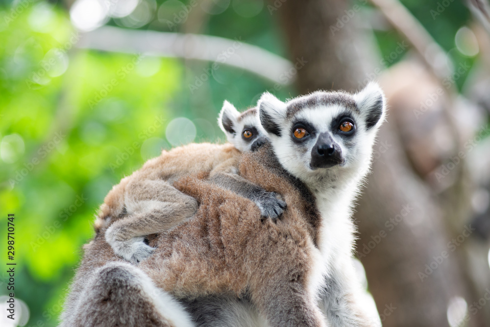 Obraz premium Lemur and their baby