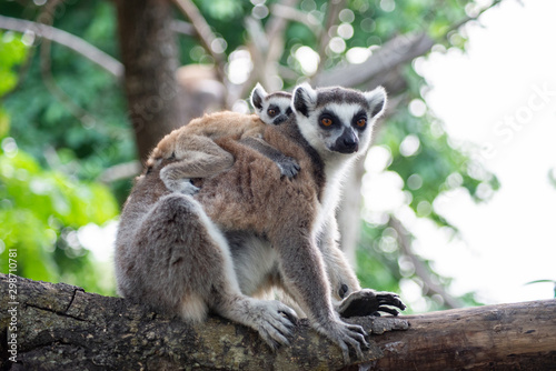 Lemur and their baby