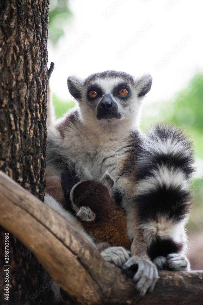 Obraz premium Lemur and their baby