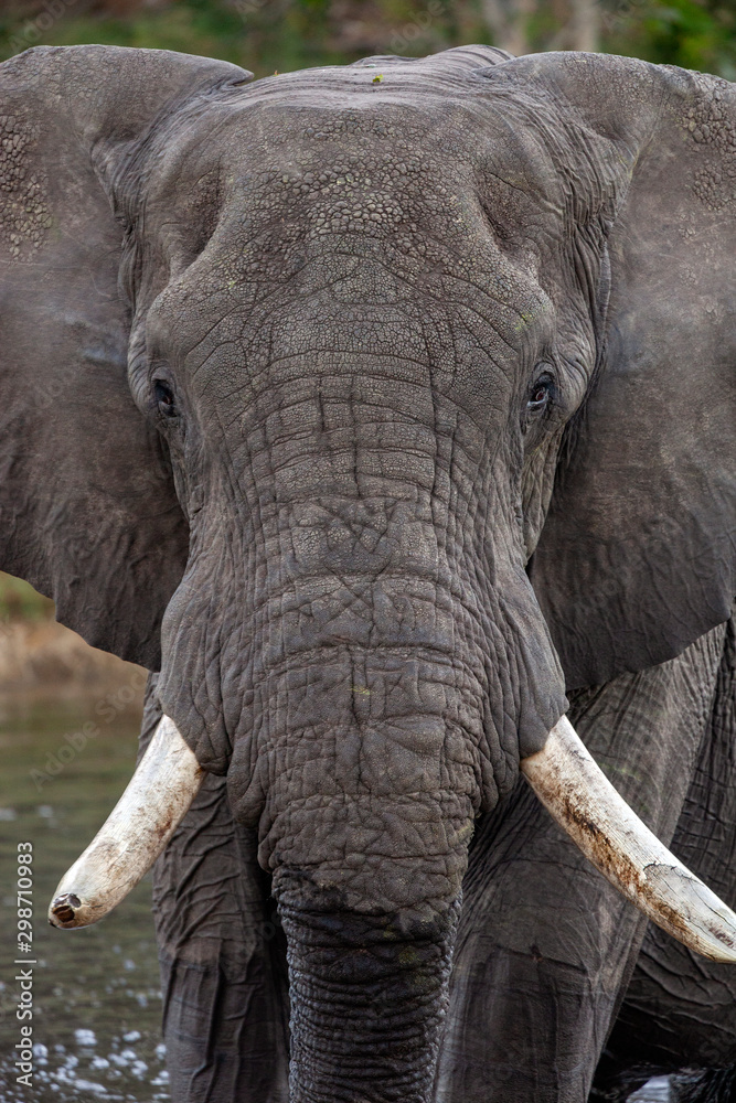 African Bull Elephant - Okavango Delta - Botswana African Bull Elephant - Okavango Delta - Botswana