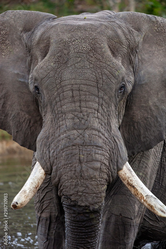 African Bull Elephant - Okavango Delta - Botswana