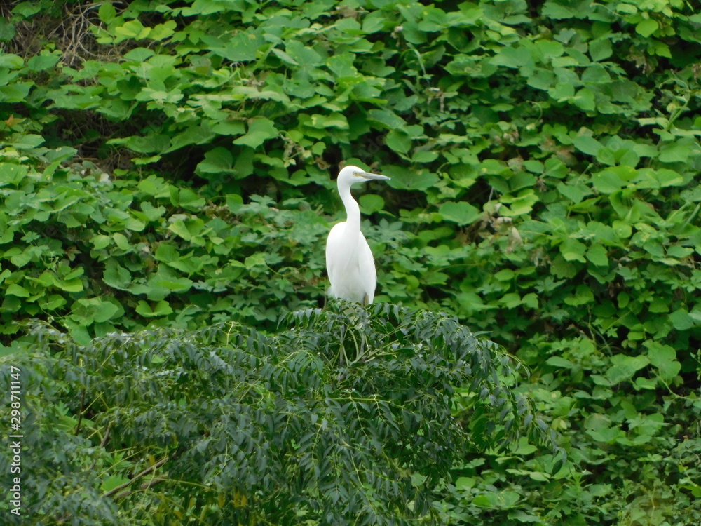 Naklejka premium 木の上に留まるコサギ