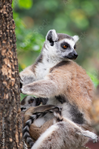 Lemur and their baby