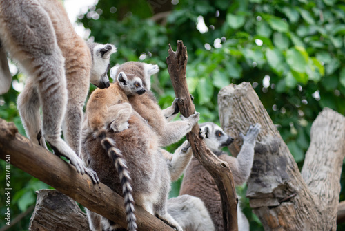 Lemur and their baby