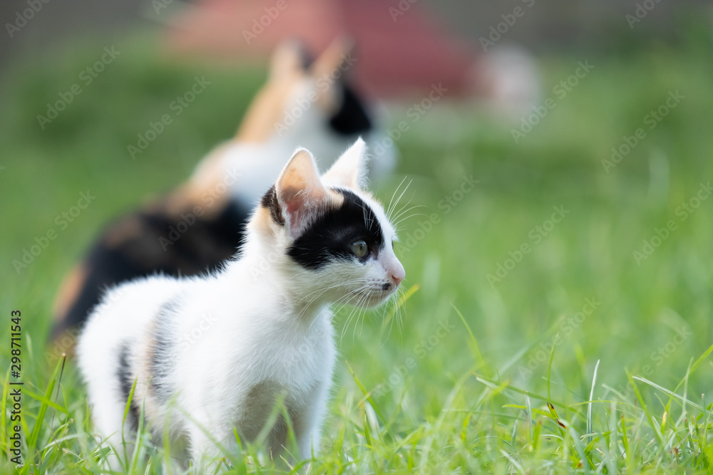The kitten is looking at something,white cat and copy space The kitten is looking at something,white cat and copy space